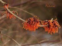 Hamamelis Rolena 2015 02 07 3179